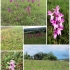 Orchideenwiesen